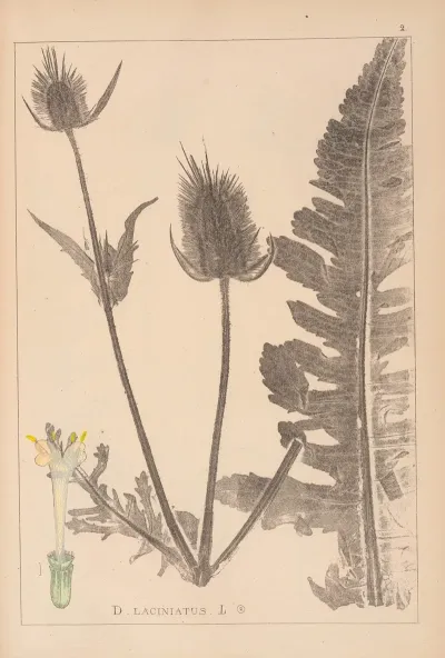 Herbier De La Flore Francaise Pl 0710