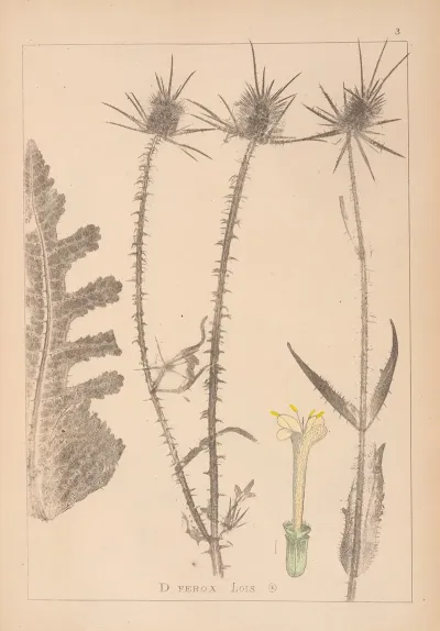 Herbier De La Flore Francaise Pl 0711