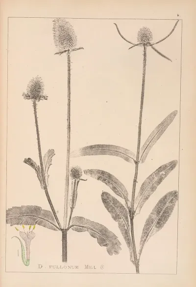 Herbier De La Flore Francaise Pl 0712