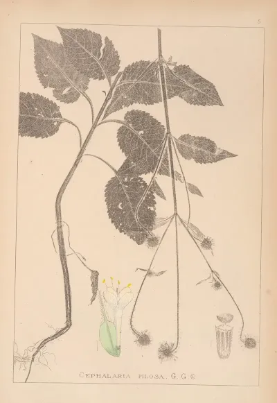 Herbier De La Flore Francaise Pl 0713