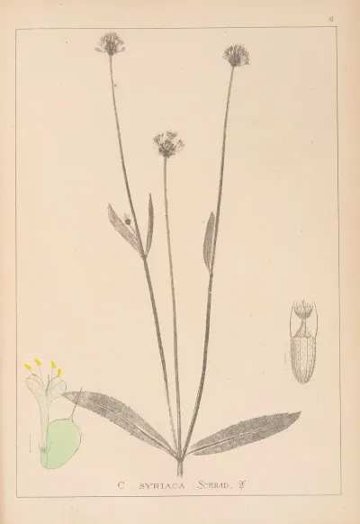 Herbier De La Flore Francaise Pl 0714