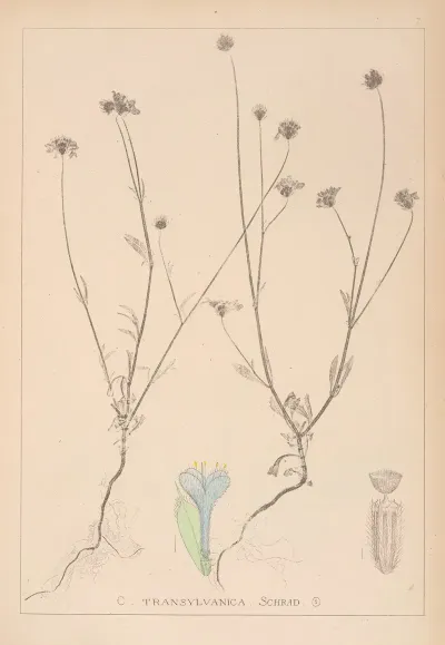Herbier De La Flore Francaise Pl 0715