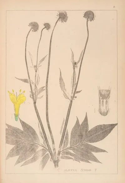 Herbier De La Flore Francaise Pl 0716