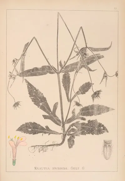 Herbier De La Flore Francaise Pl 0718