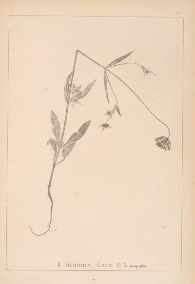 Herbier De La Flore Francaise Pl 0719