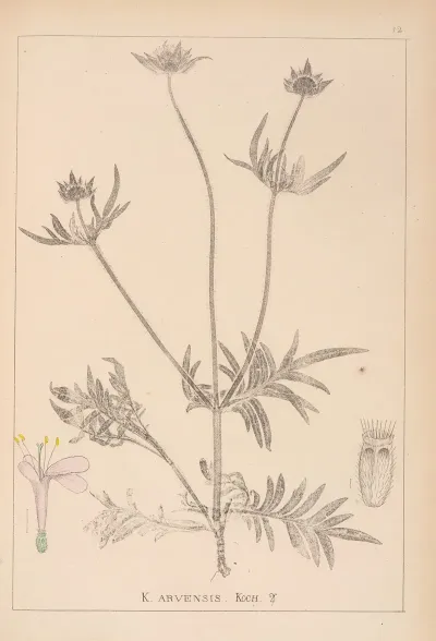 Herbier De La Flore Francaise Pl 0720