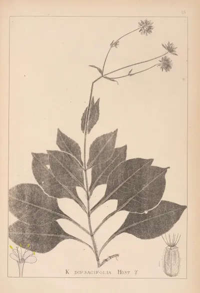 Herbier De La Flore Francaise Pl 0721