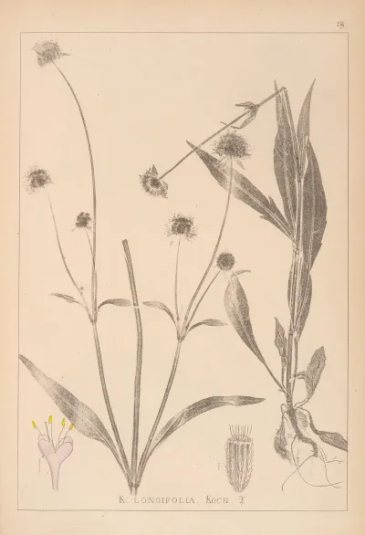Herbier De La Flore Francaise Pl 0723