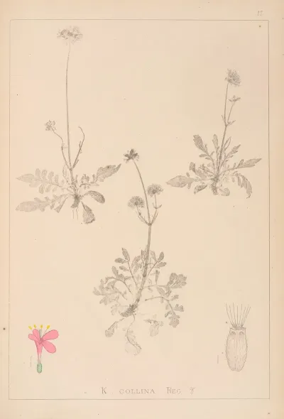 Herbier De La Flore Francaise Pl 0725