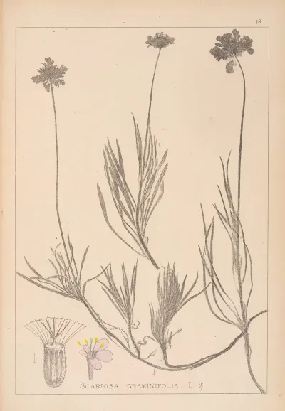 Herbier De La Flore Francaise Pl 0726