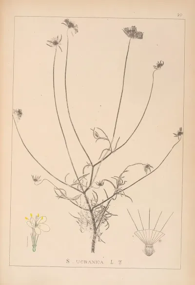 Herbier De La Flore Francaise Pl 0728