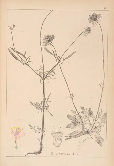 Herbier De La Flore Francaise Pl 0729