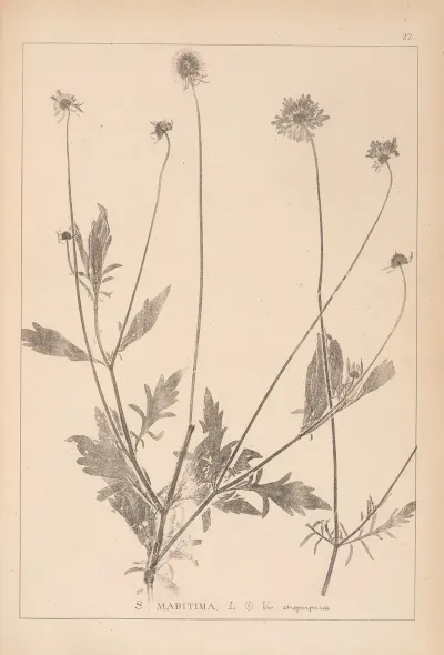 Herbier De La Flore Francaise Pl 0730