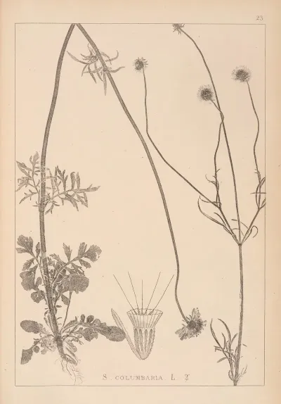 Herbier De La Flore Francaise Pl 0731