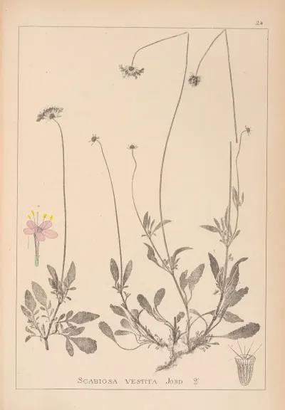 Herbier De La Flore Francaise Pl 0732