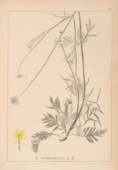 Herbier De La Flore Francaise Pl 0733