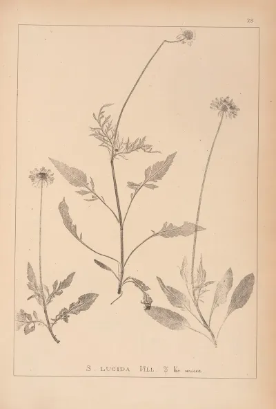 Herbier De La Flore Francaise Pl 0735