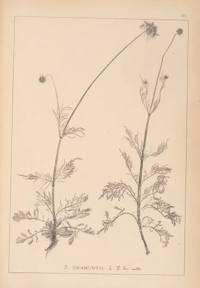 Herbier De La Flore Francaise Pl 0737