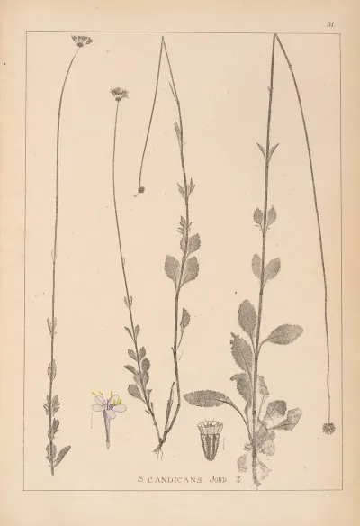 Herbier De La Flore Francaise Pl 0738