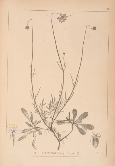 Herbier De La Flore Francaise Pl 0739
