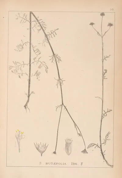 Herbier De La Flore Francaise Pl 0740