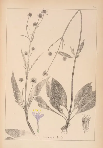 Herbier De La Flore Francaise Pl 0741