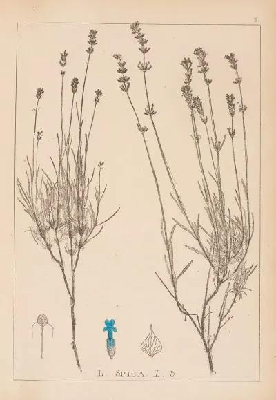 Herbier De La Flore Francaise Pl 0743