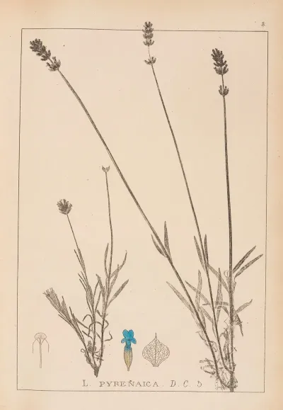 Herbier De La Flore Francaise Pl 0744