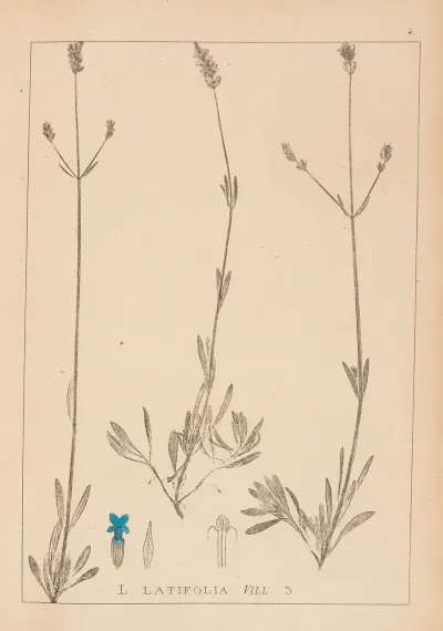 Herbier De La Flore Francaise Pl 0745