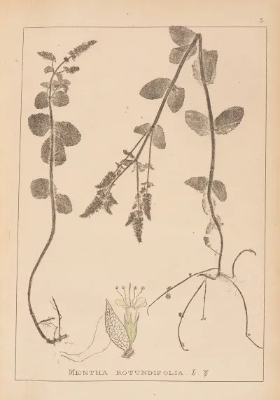 Herbier De La Flore Francaise Pl 0746