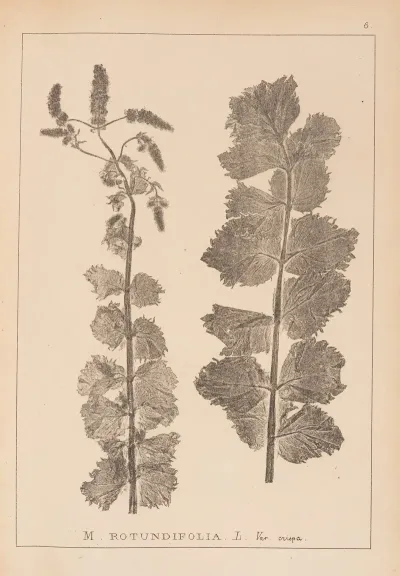 Herbier De La Flore Francaise Pl 0747