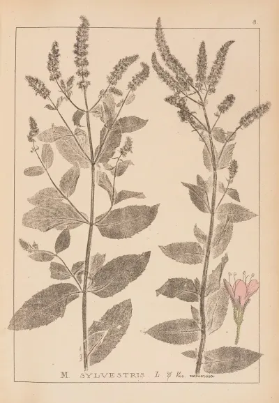 Herbier De La Flore Francaise Pl 0749