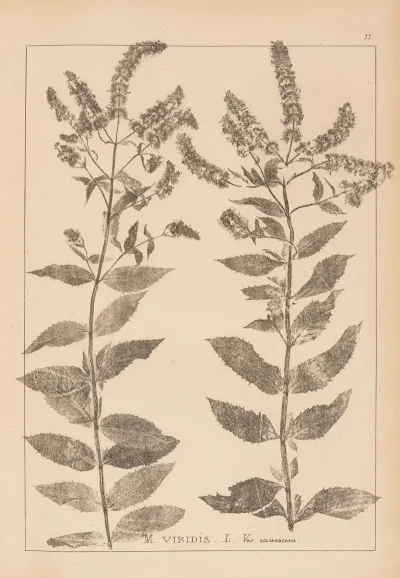 Herbier De La Flore Francaise Pl 0752