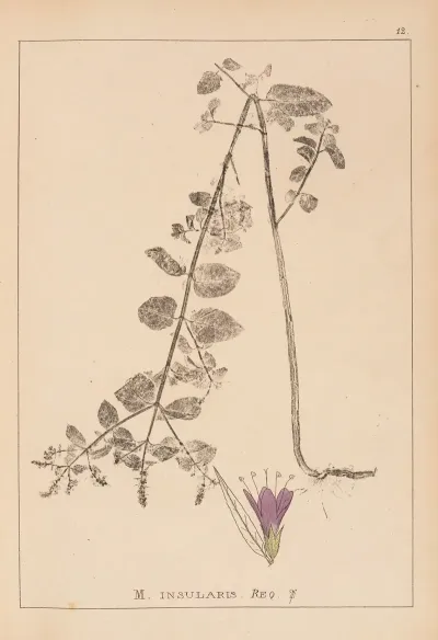 Herbier De La Flore Francaise Pl 0753