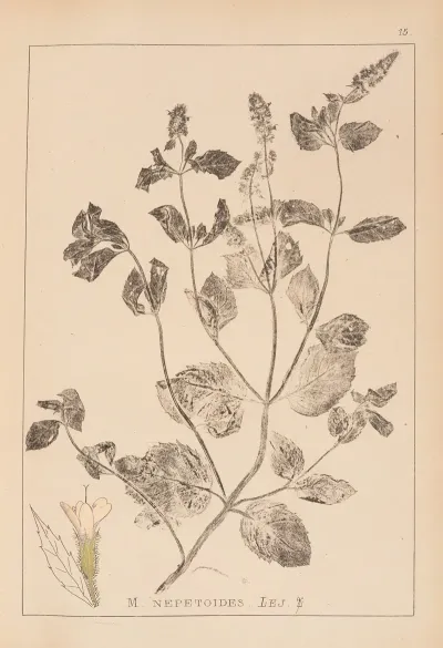 Herbier De La Flore Francaise Pl 0755