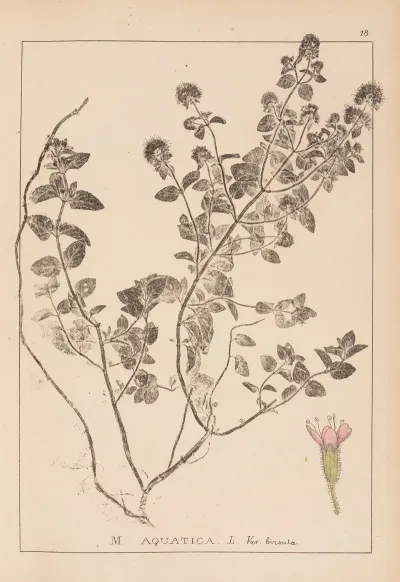 Herbier De La Flore Francaise Pl 0758