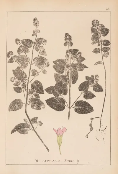 Herbier De La Flore Francaise Pl 0759