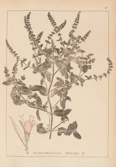 Herbier De La Flore Francaise Pl 0760