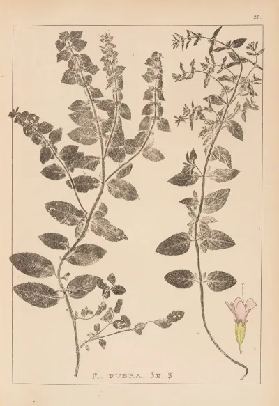 Herbier De La Flore Francaise Pl 0761