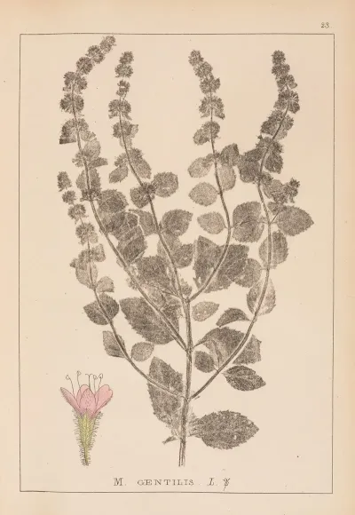 Herbier De La Flore Francaise Pl 0763