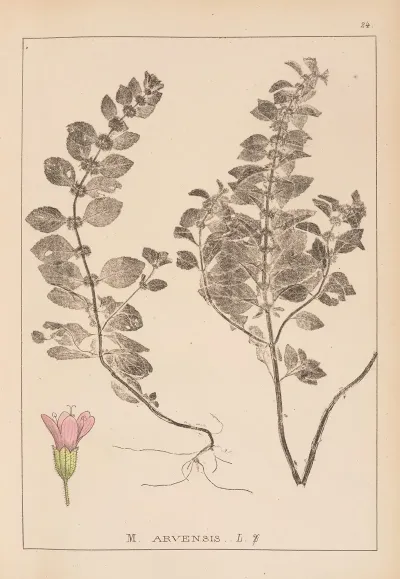 Herbier De La Flore Francaise Pl 0764