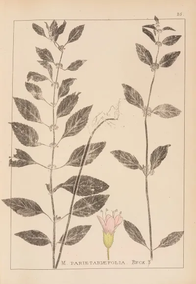 Herbier De La Flore Francaise Pl 0765