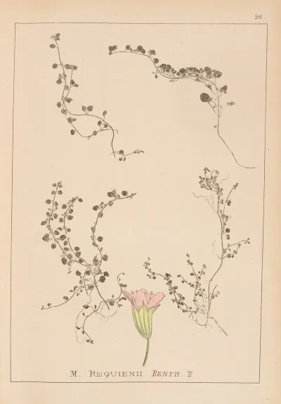 Herbier De La Flore Francaise Pl 0766