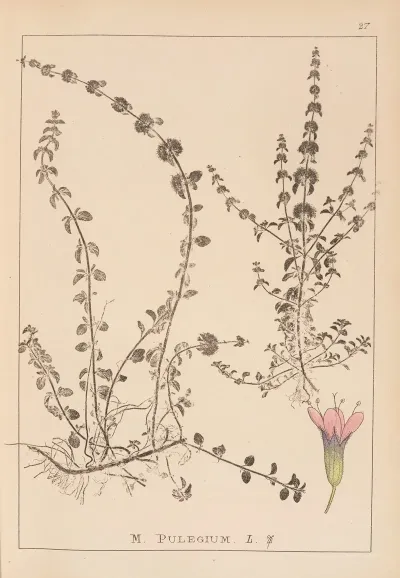 Herbier De La Flore Francaise Pl 0767