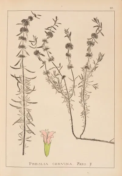 Herbier De La Flore Francaise Pl 0768