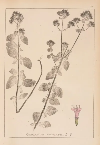 Herbier De La Flore Francaise Pl 0770