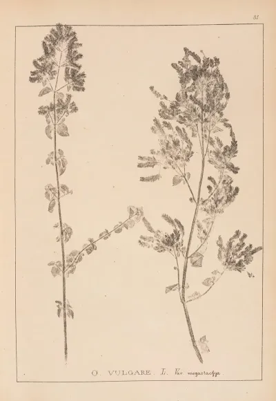 Herbier De La Flore Francaise Pl 0771