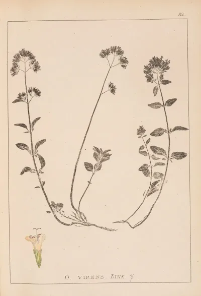 Herbier De La Flore Francaise Pl 0772
