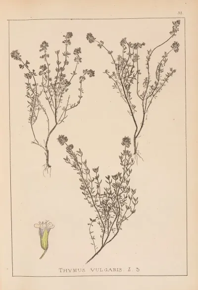 Herbier De La Flore Francaise Pl 0773