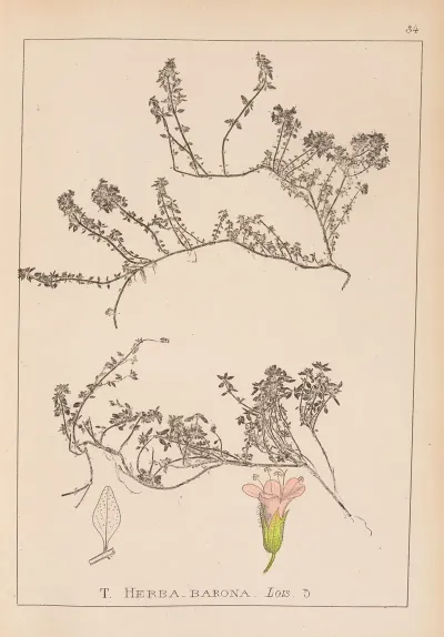 Herbier De La Flore Francaise Pl 0774